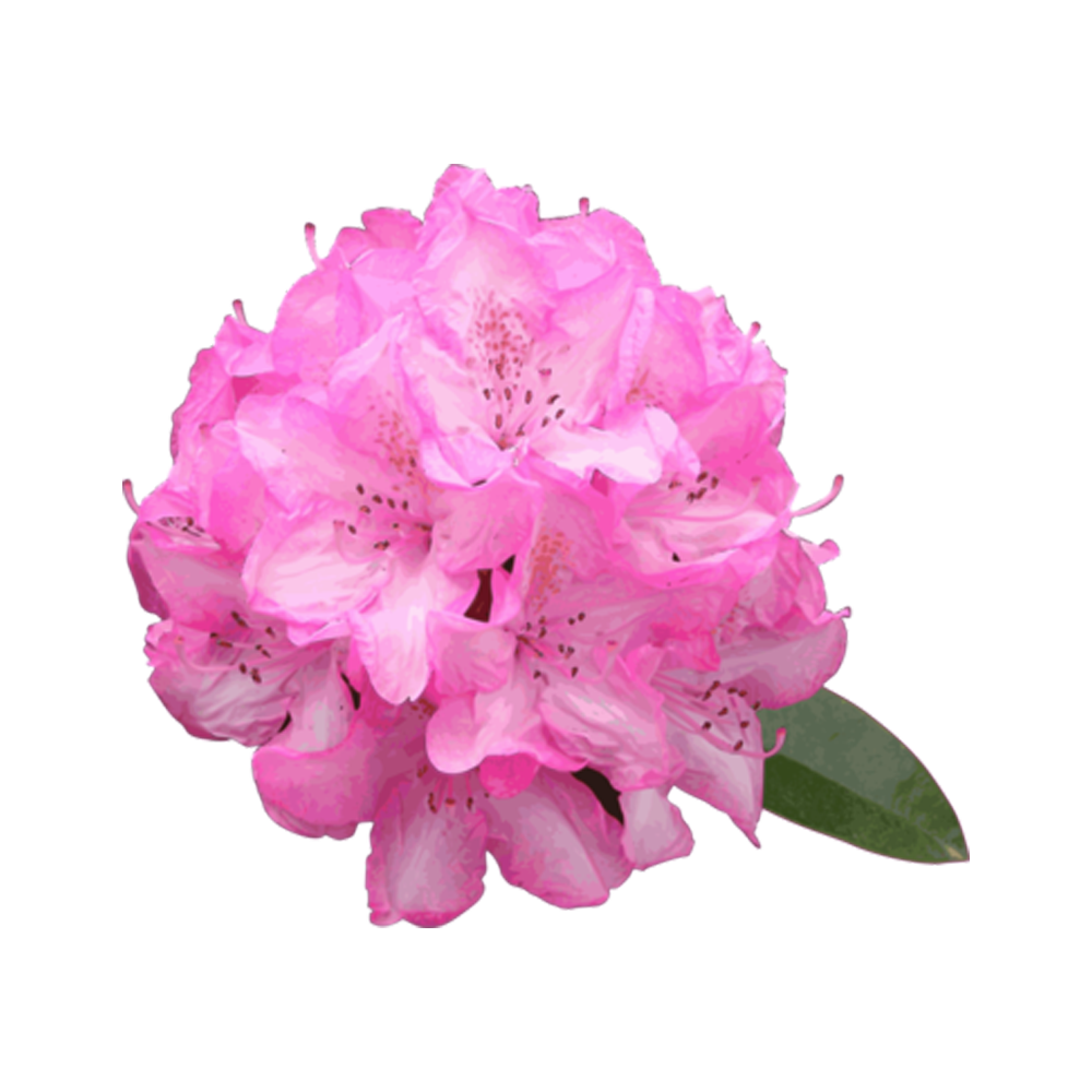 Pink Rhododendron  Transparent Gallery