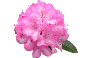 Pink Rhododendron PNG