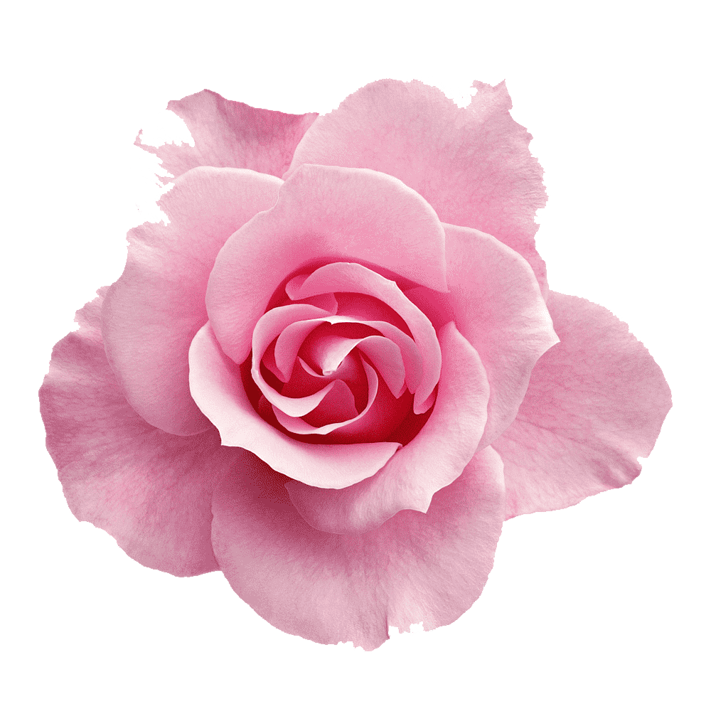 Pink Rose Transparent Picture