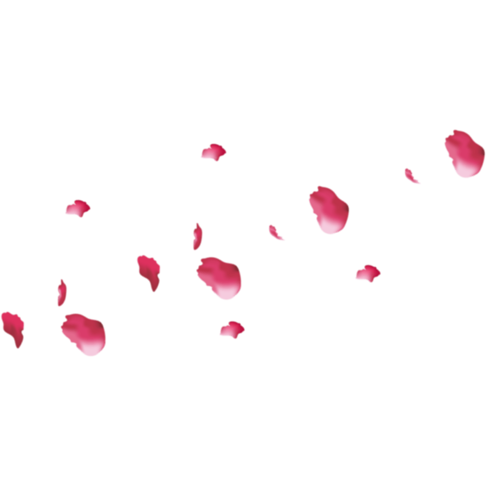 Pink Rose Petals Transparent Image