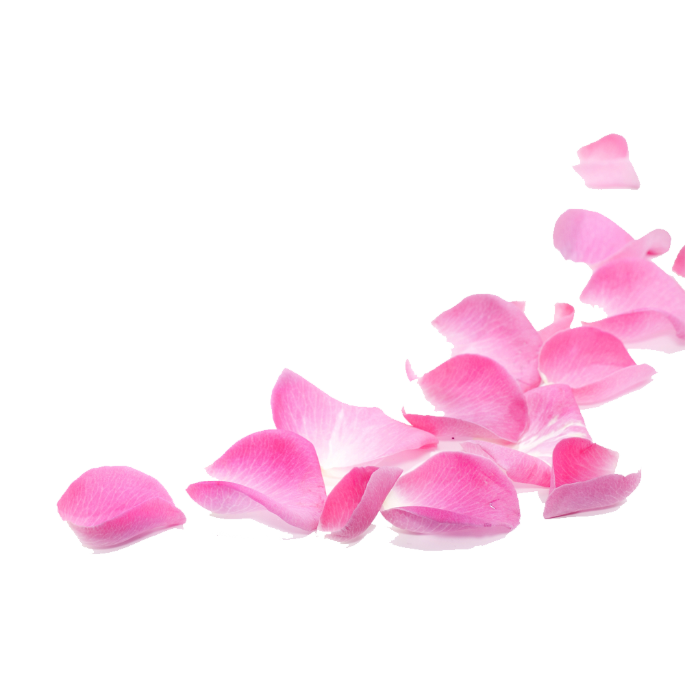 Pink Rose Petals Transparent Photo