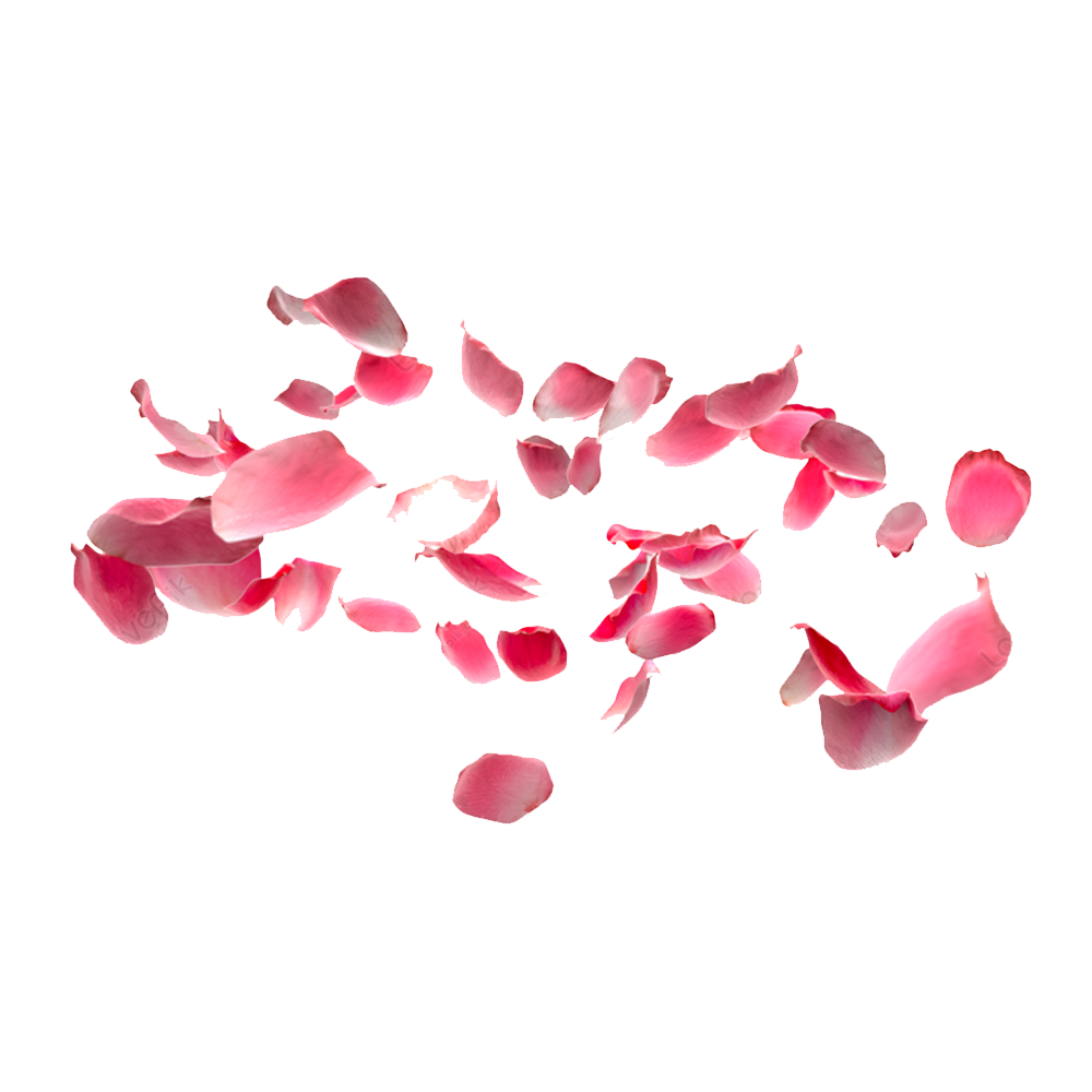 Pink Rose Petals Transparent Picture