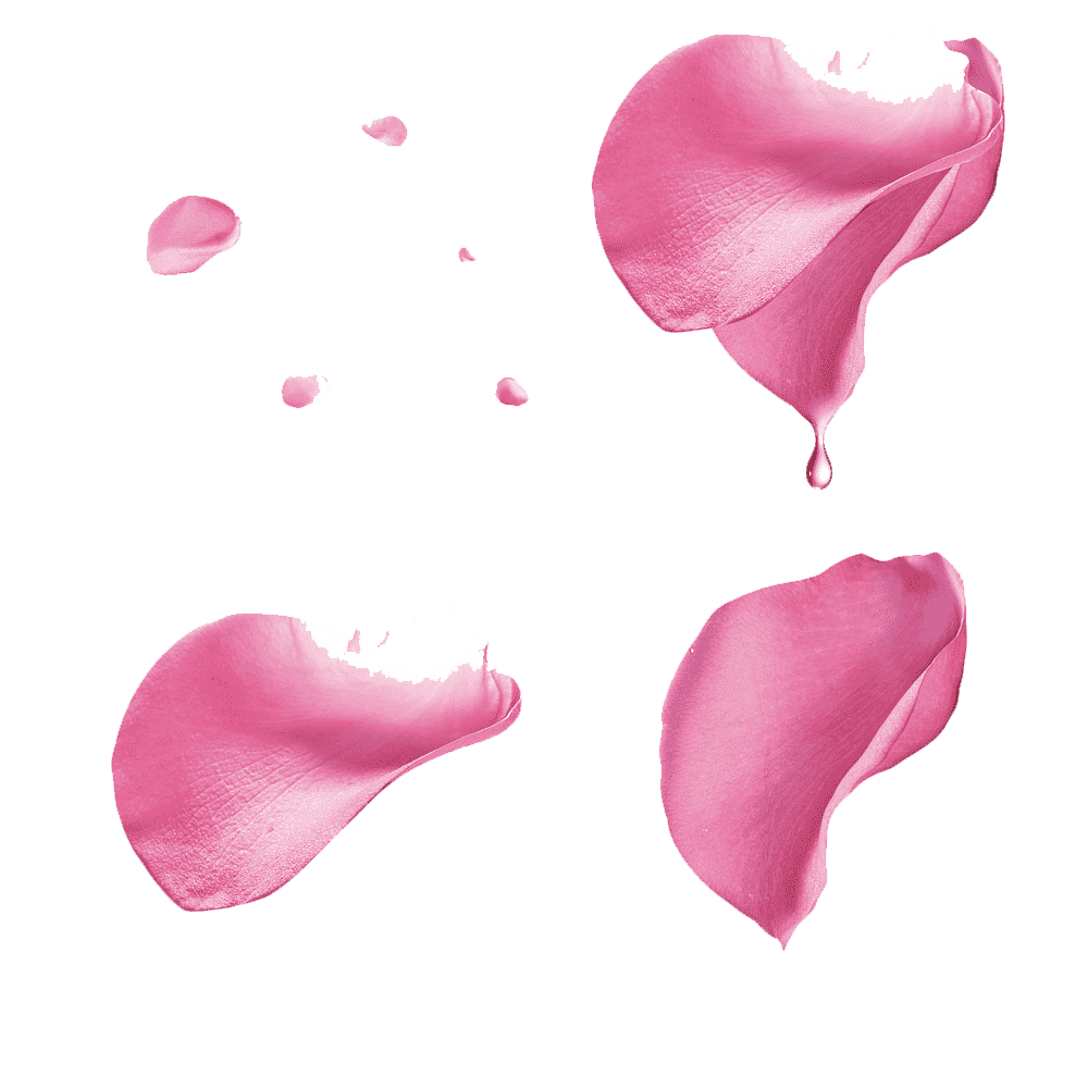 Pink Rose Petals Transparent Gallery
