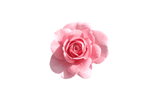 Pink Rose PNG