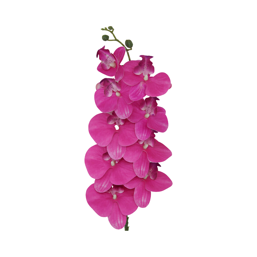 Pink Vanda Orchid Flower  Transparent Image