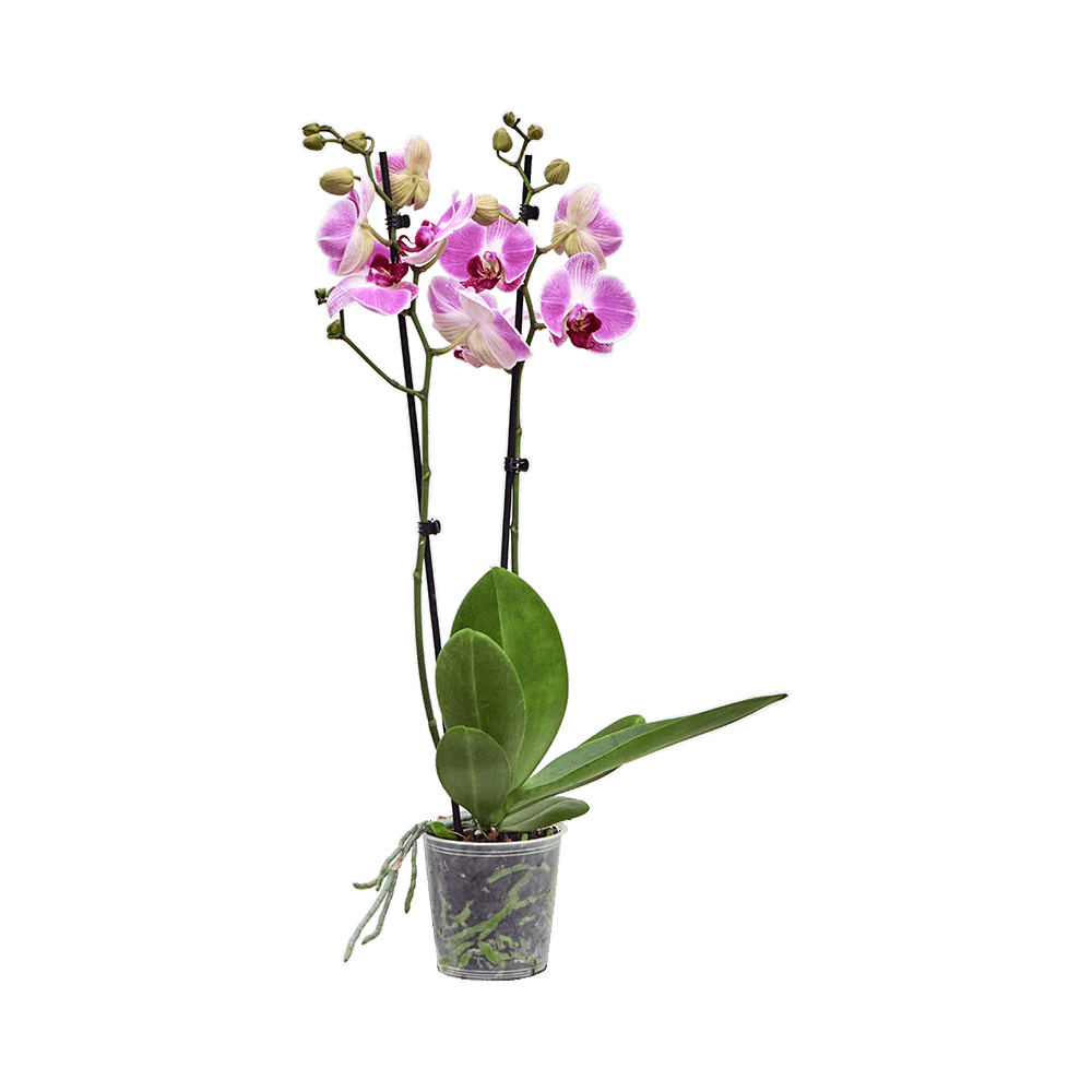 Pink Vanda Orchid Flower  Transparent Photo