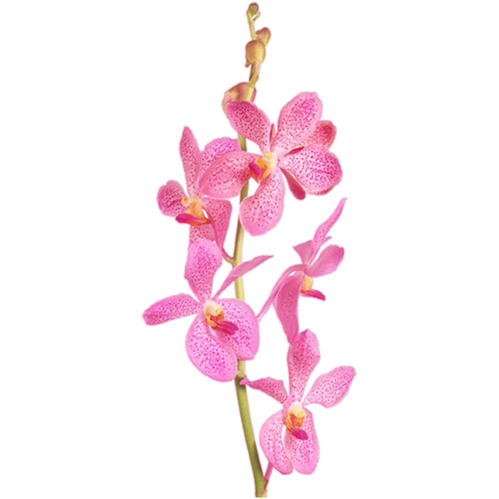 Pink Vanda Orchid Flower Transparent Picture