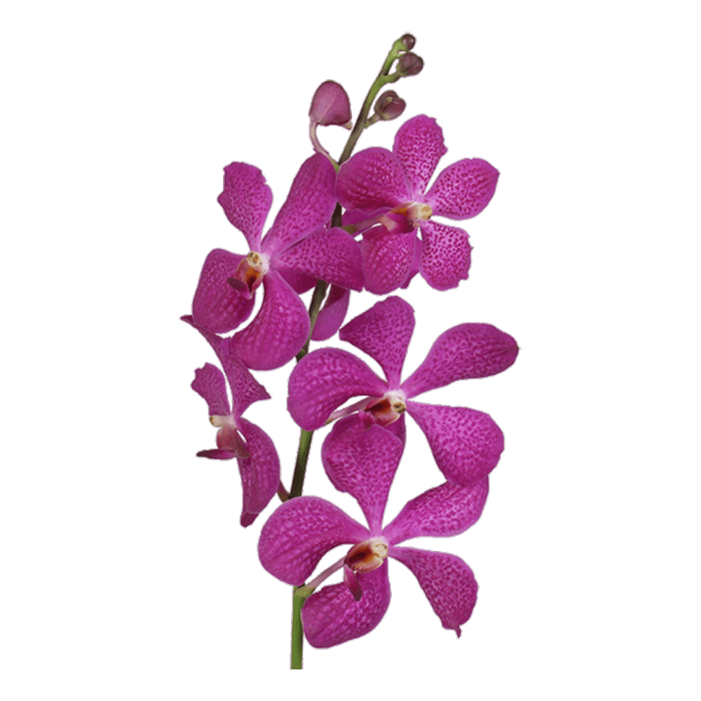 Pink Vanda Orchid Flower  Transparent Clipart