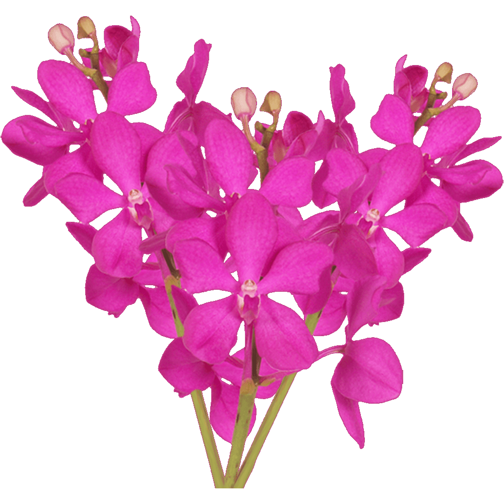 Pink Vanda Orchid Flower  Transparent Gallery