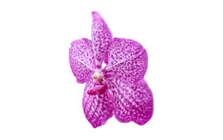 Pink Vanda Orchid Flower PNG