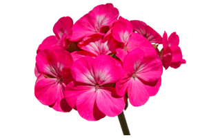 Pink Zonal Geranium PNG