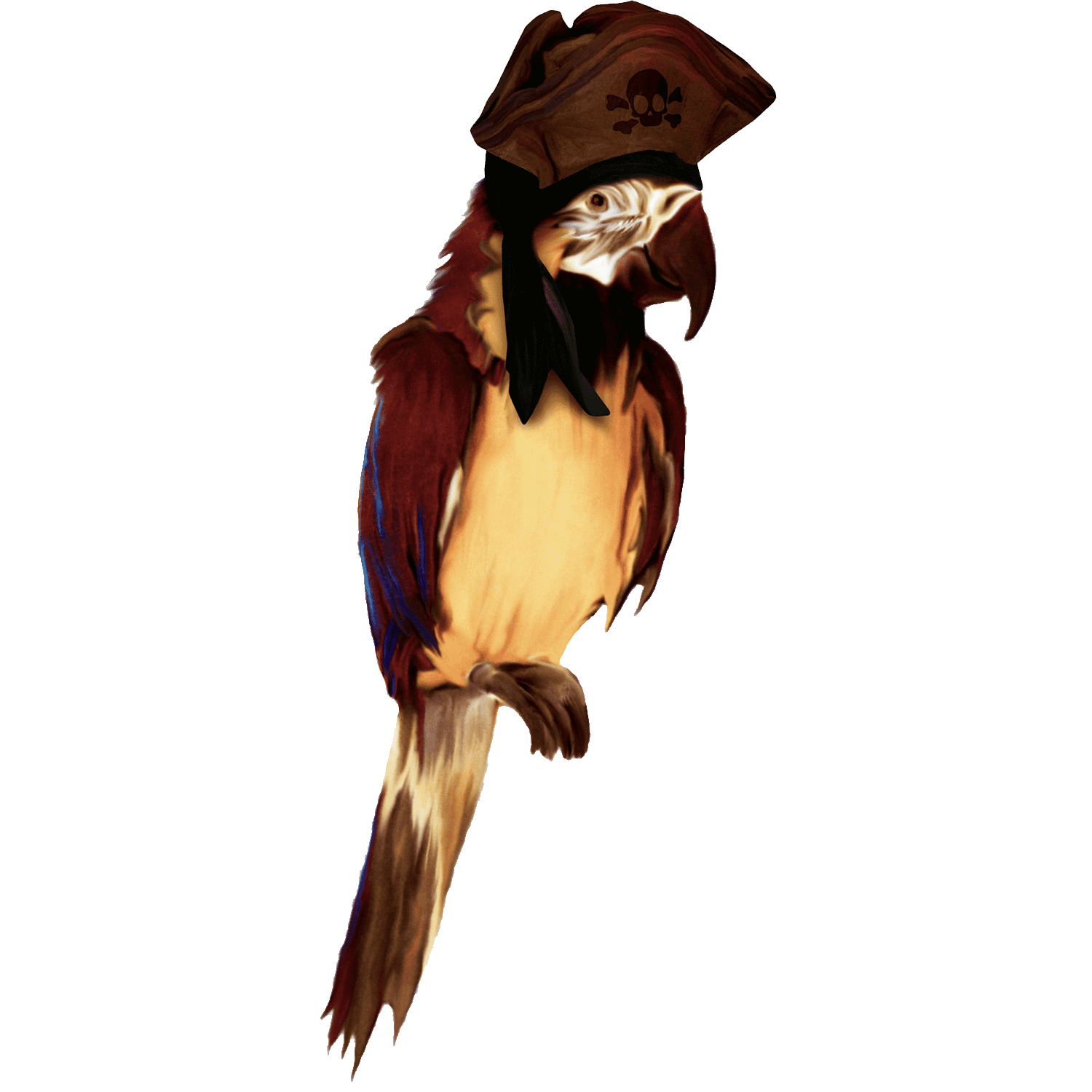 Pirate Parrot  Transparent Clipart