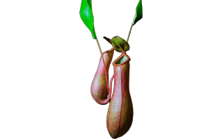 Pitcher Plant PNG