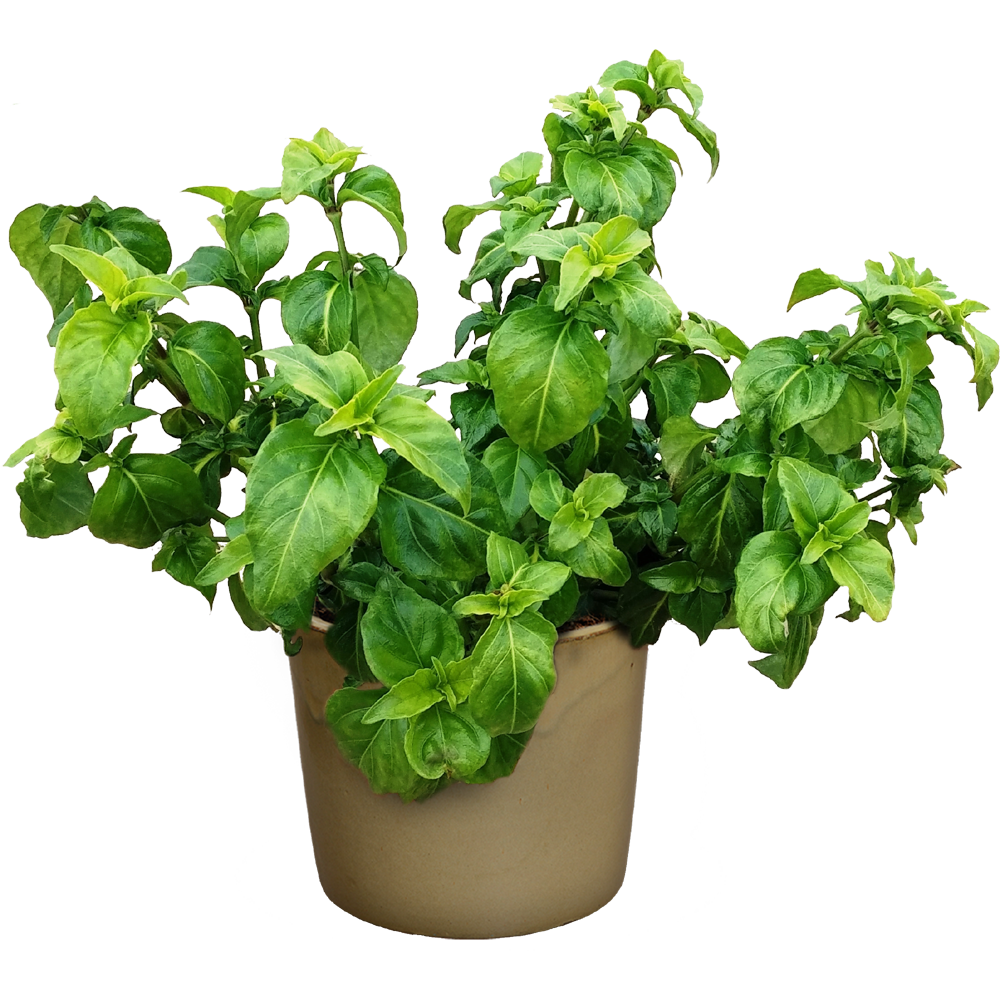 Plant In Pot  Transparent Photo