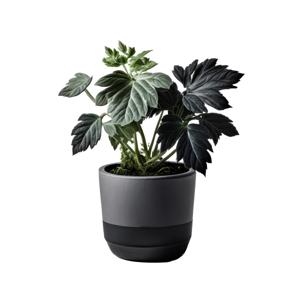 Plant In Pot Transparent Picture