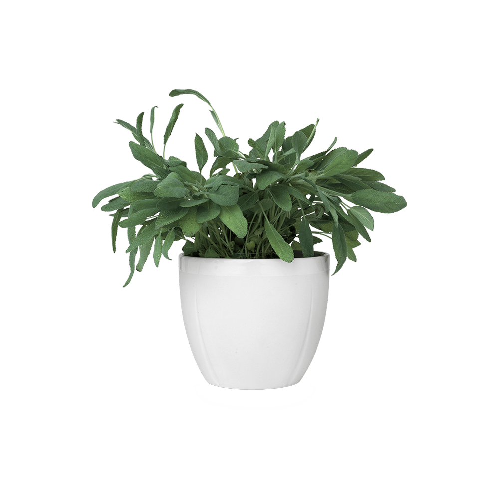 Plant In Pot  Transparent Clipart