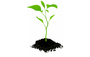 Plant PNG