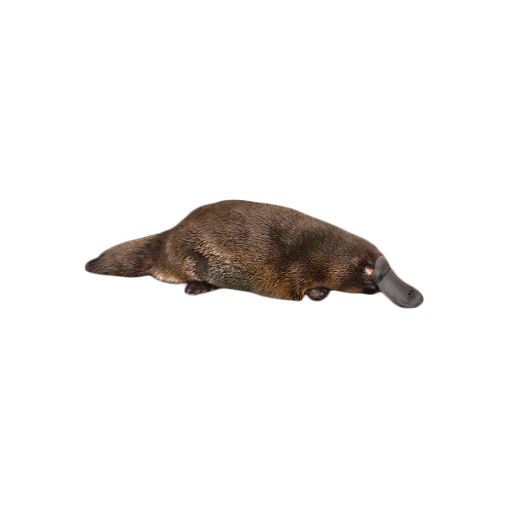 Platypus Transparent Picture