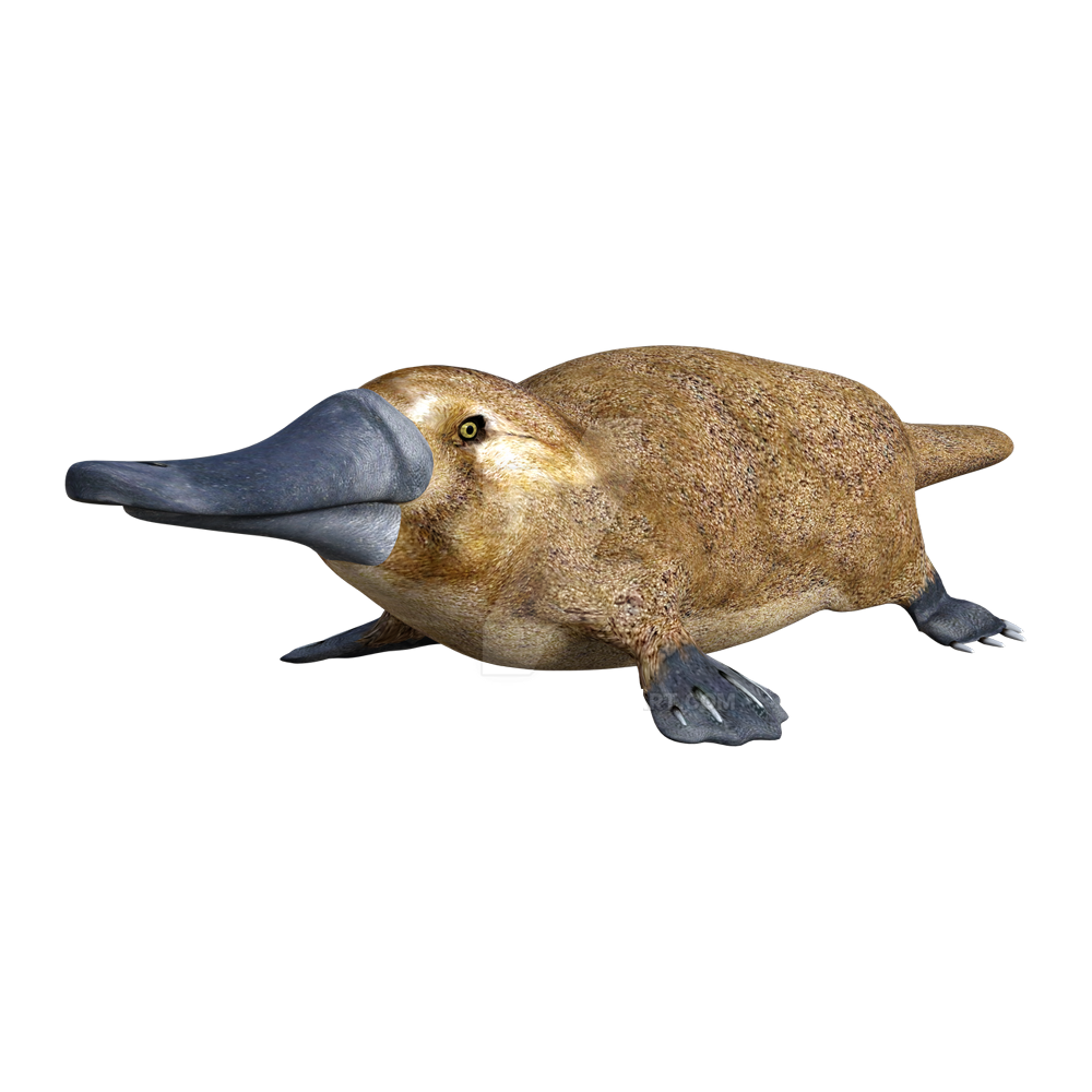 Platypus  Transparent Clipart