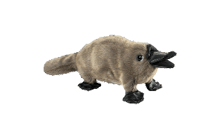 Platypus PNG