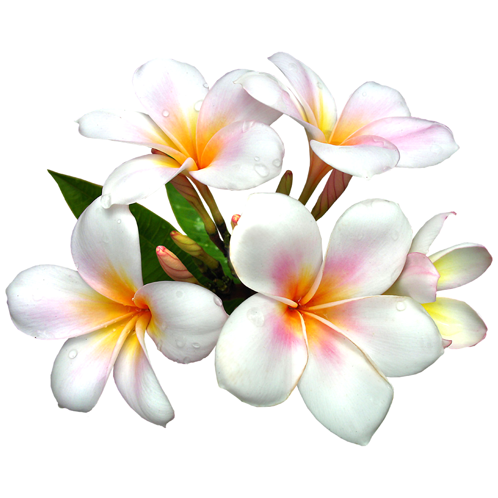 Plumeria Flower Transparent Image
