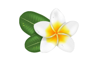 Plumeria Flower PNG