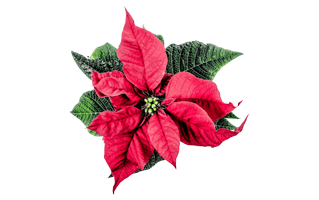 Poinsettia PNG