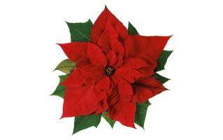 Poinsettias PNG