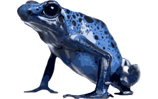 Poison Dart Frog PNG