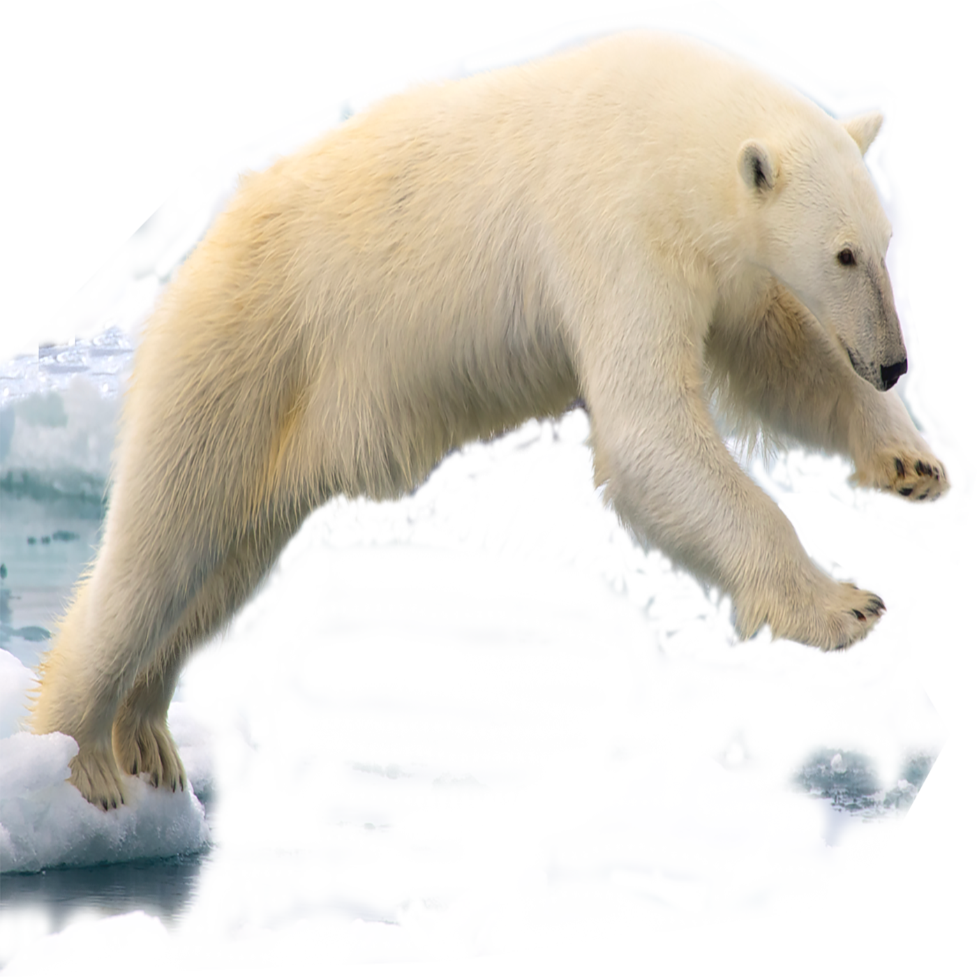 Polar Bear Transparent Image