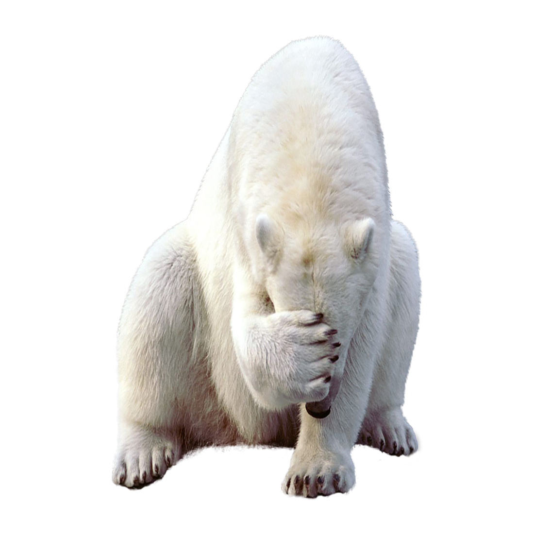 Polar Bear Transparent Gallery