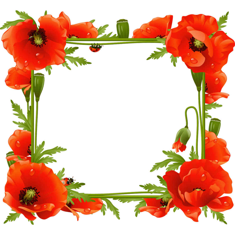 Poppy Flower Frame Transparent Image
