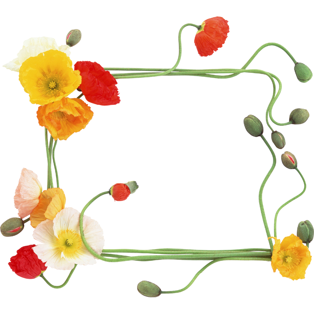 Poppy Flower Frame Transparent Clipart