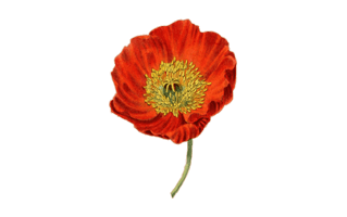 Poppy PNG