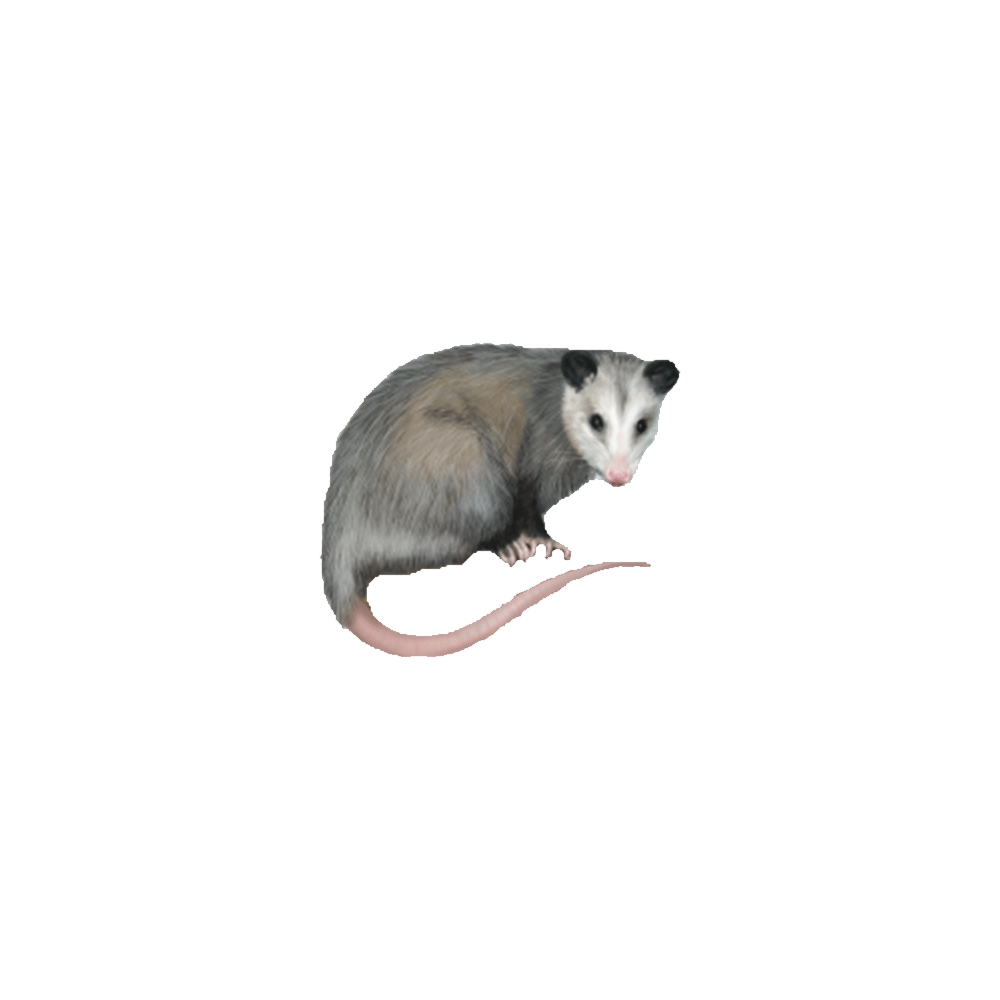 Possum Transparent Image