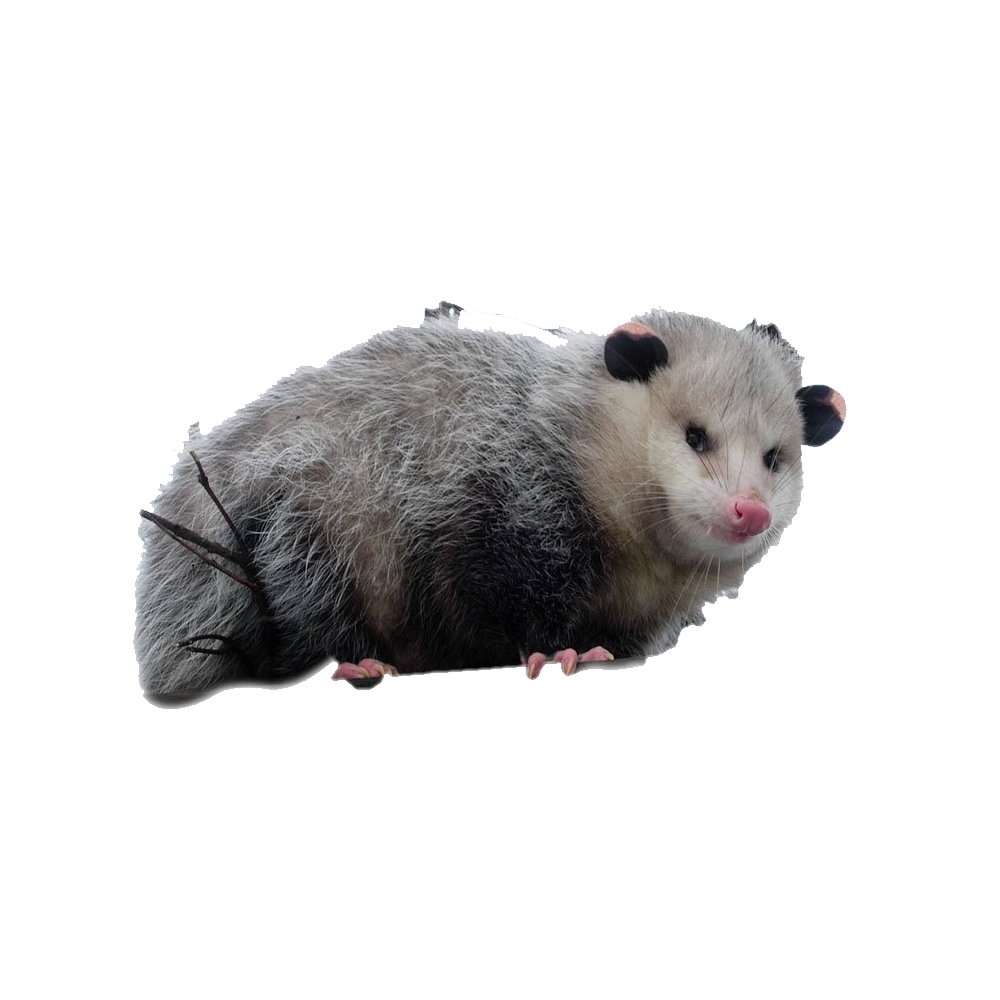 Possum Transparent Picture