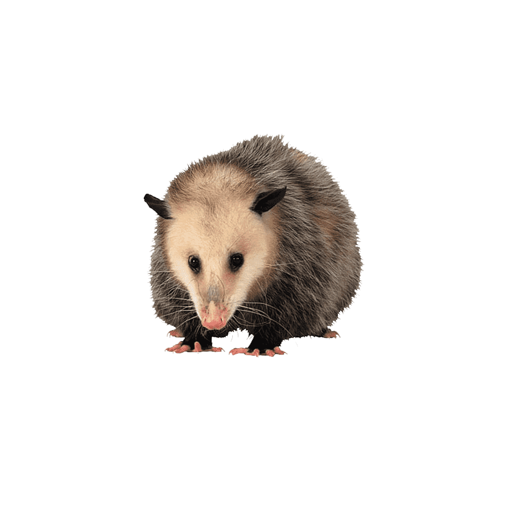 Possum Transparent Clipart