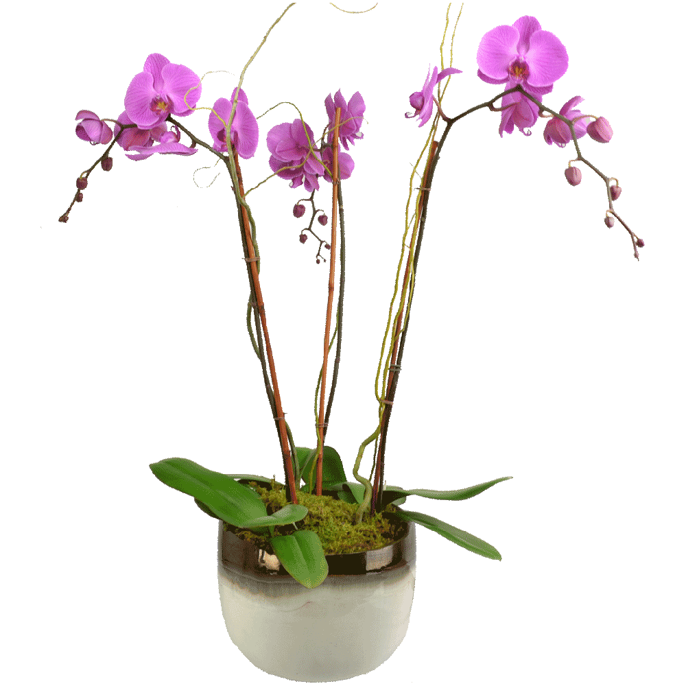 Potted Orchids Plant Transparent Gallery