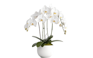 Potted Orchids Plant PNG