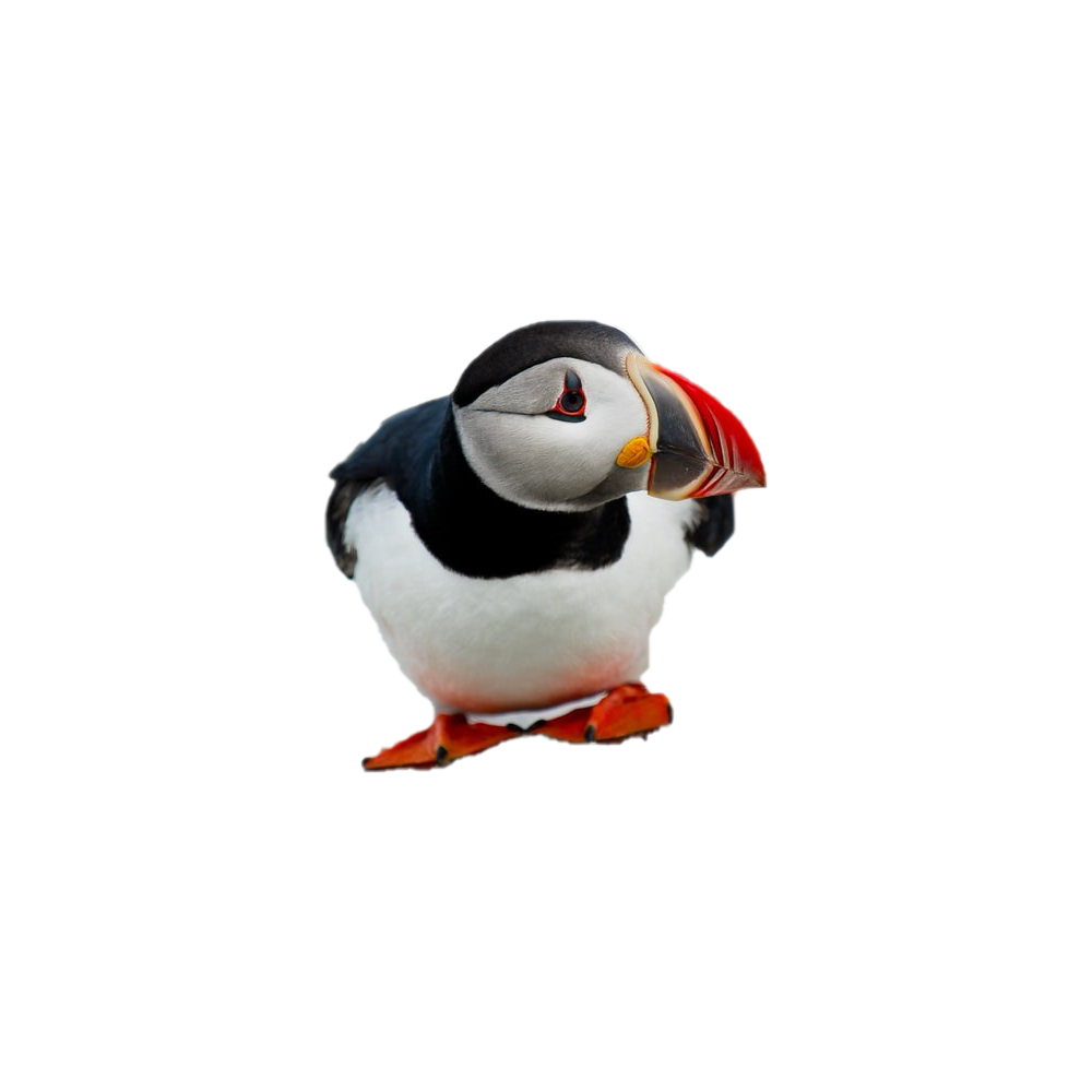 Puffin  Transparent Gallery