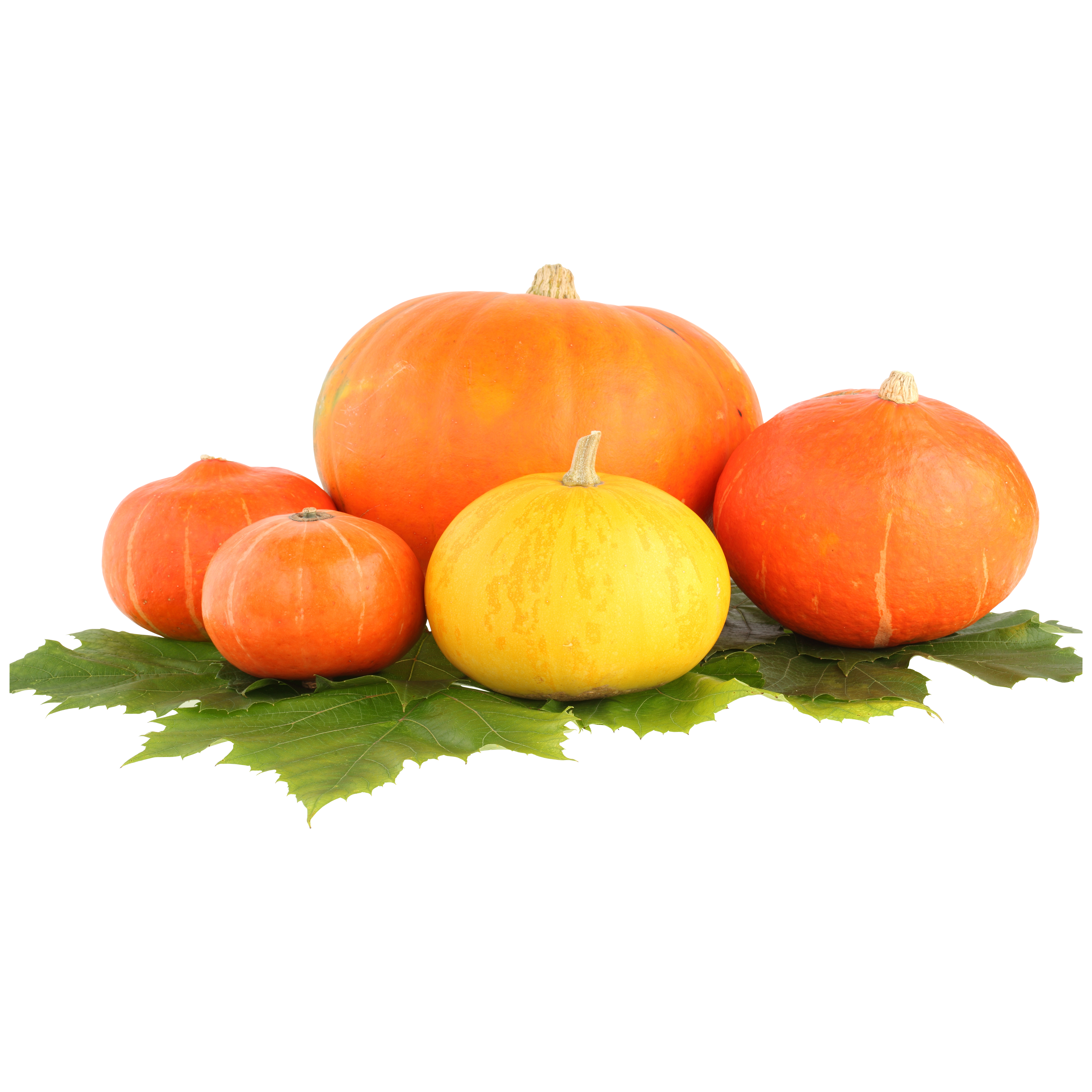 Pumpkin Transparent Image