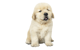 Puppy PNG