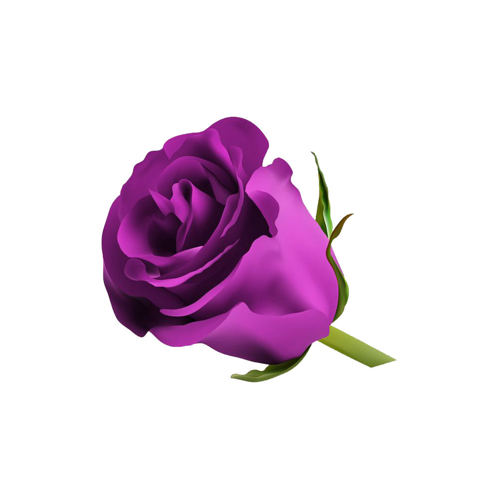 Purple Rose Transparent Image
