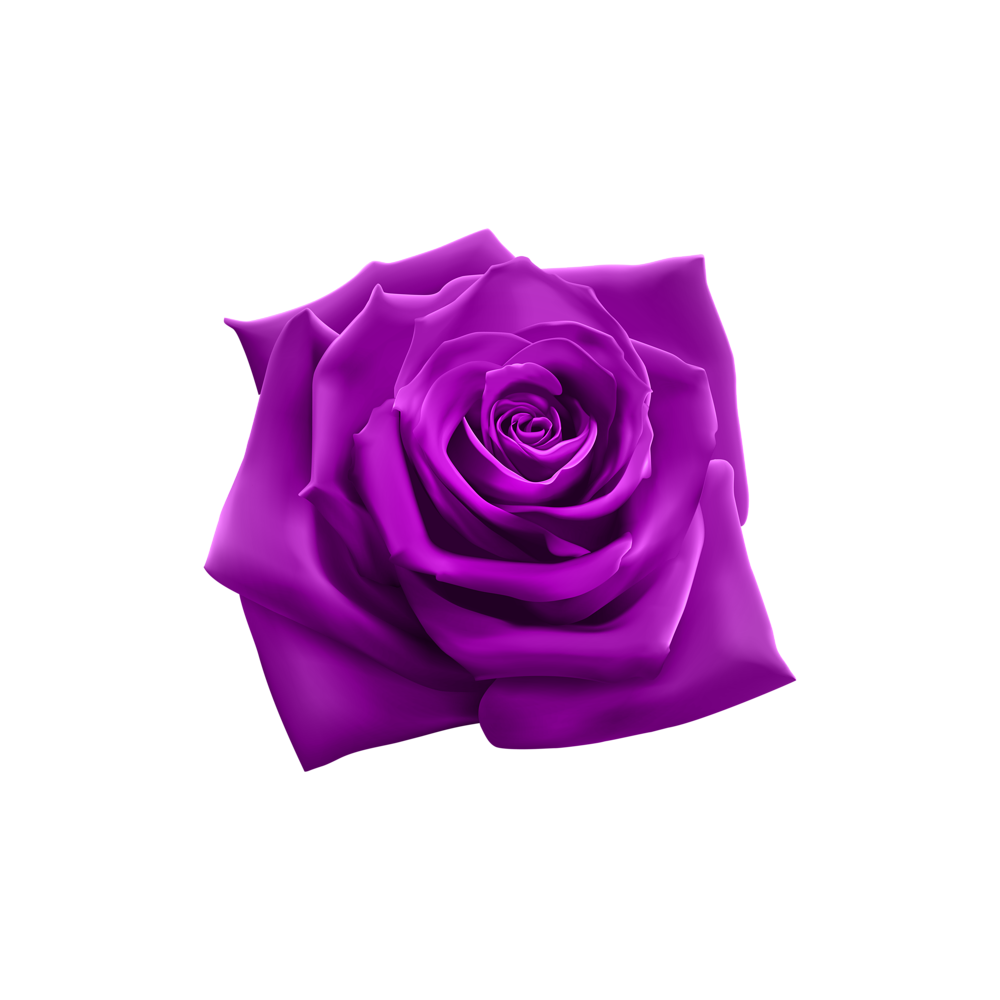 Purple Rose Transparent Photo