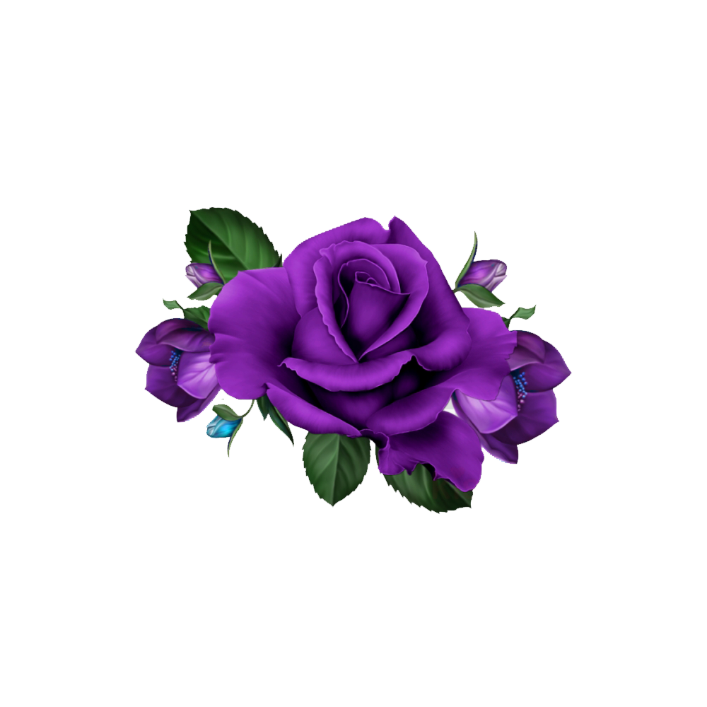 Purple Rose Transparent Picture