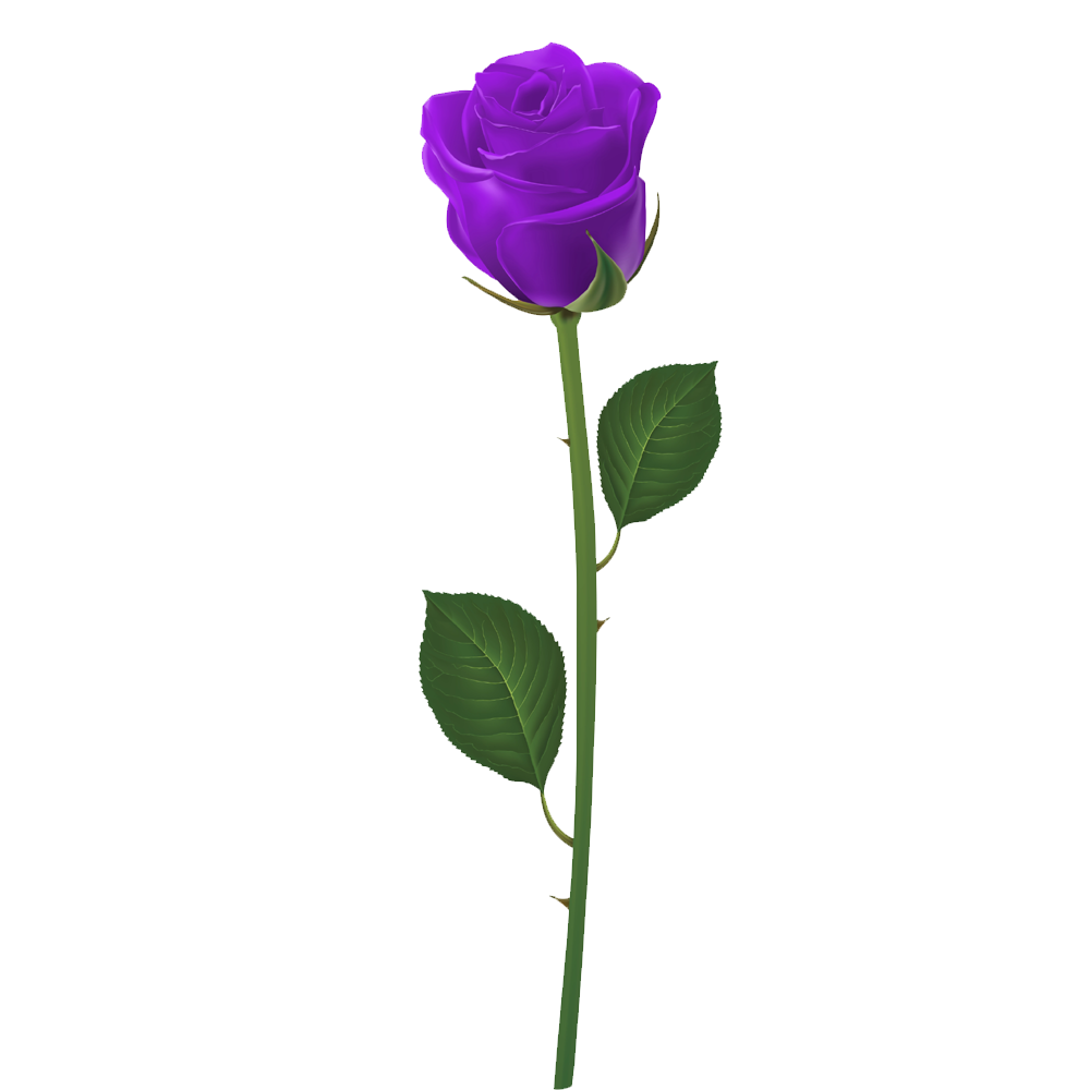 Purple Rose Transparent Clipart