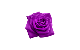 Purple Rose PNG
