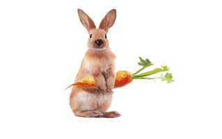Rabbit With Carrot PNG
