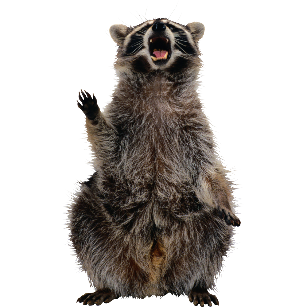 Raccoon Transparent Image