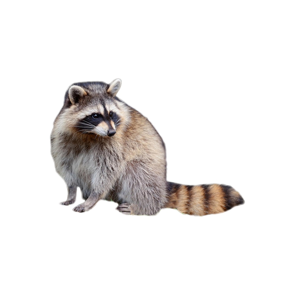 Raccoon Transparent Photo